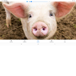 PIGLETO