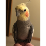 LGBT bird