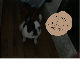Cookie French bulldog
