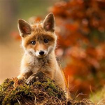 Cute anaimals!