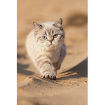 The halo kitty cats