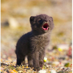 foxes about foxes