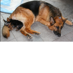 # The Dog Group