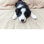 Border Collie Pup Studio