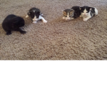 Kats Robux Group or the kitty kat lives