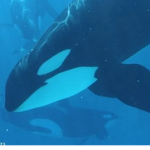 ~Sea.World Supporters~