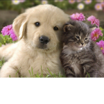 Cats And Dogs :>