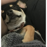 Dogs are the best and I love dogs