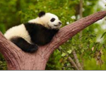 Panda’s team