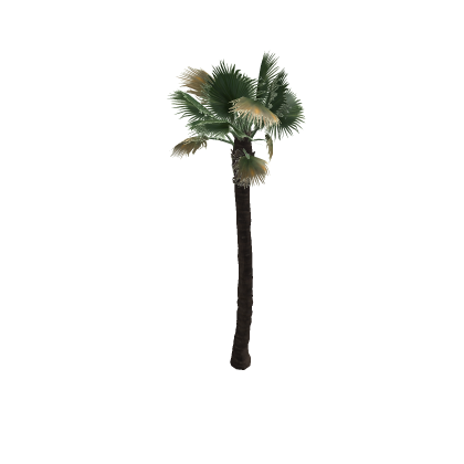 realistic palm tree