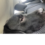 Dog hugs
