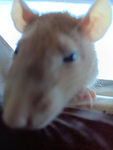 Ratatatatas