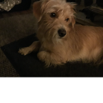 Roblox, Puppie club