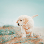 Puppy Squad XOXO