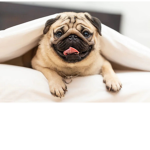Pug people we like pugs