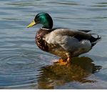 Duck Games!