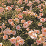 y.m모험단
