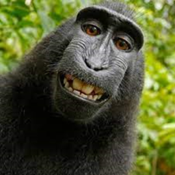 MONKEY