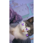 caroline’s cats