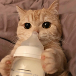 ~Mᴀᴋᴀʏʟᴀ~