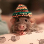 hispanic rats