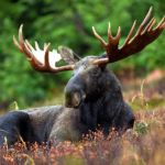 Moose.Clothing