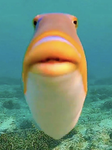 Fish People:)