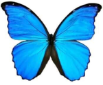 Butterfly gang fun