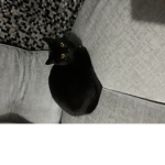 A cat on a sofa