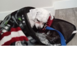 Please donate for my dog leo