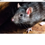 Rat gang for fans of flamingo