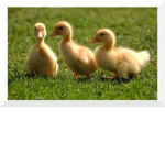duckys group thing