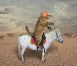 CrazyCatGames