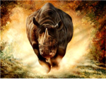 RHINO LOVERS!!!!