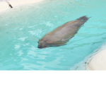 Seal shadow