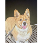 Corgisrùle