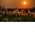 Lil sunny’s