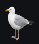 Seagull shenanigans