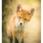 FOXES ARMY FOR LIFE