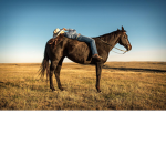 The western cowgirls