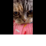 Cat’s way of life