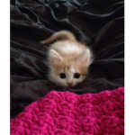 Sweet cat Natalie
