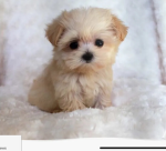 Who likes…PUPPIES!!!
