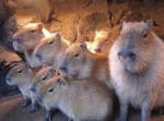 Capybara gang army