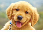 HushPuppies Fan group
