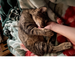 TheCatCommunity