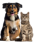 Dog people and cat people hangout