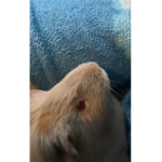 Epic Guinea pig