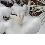 ~~~WinterClan~~~