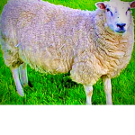Man Sheep & Man Turkeys